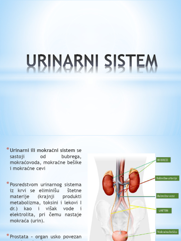 Urinarni Sistem Finalna Verzija | PDF