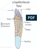 Mapa Sistema Esqueletico Muscular Plantar