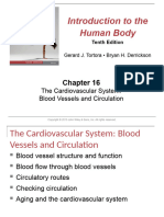 Cardio 2 - Blood Vessels - Tagged