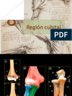 Región Ulnar (Fosa Cubital)