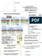 Función Endocrinas