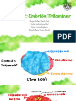 Práctica 2 Embrión Trilaminar