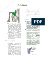 Ossos Dos Membros Superiores