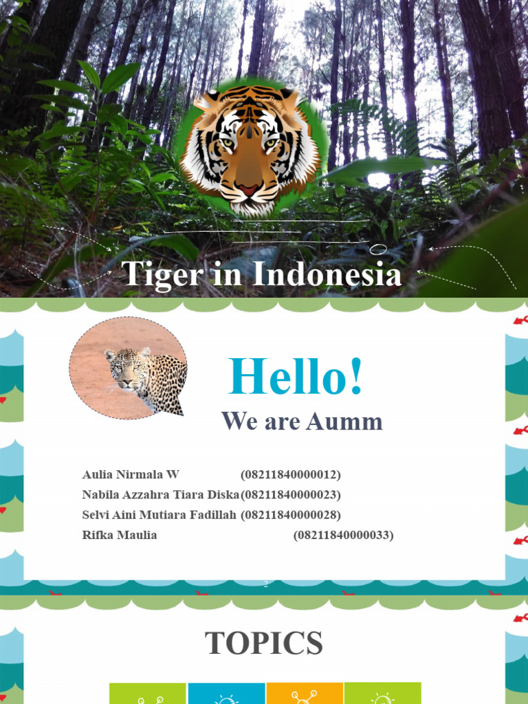 Clasification of Tiger | PDF | Tiger | Biota