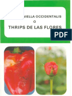 Thrips de Las Flores