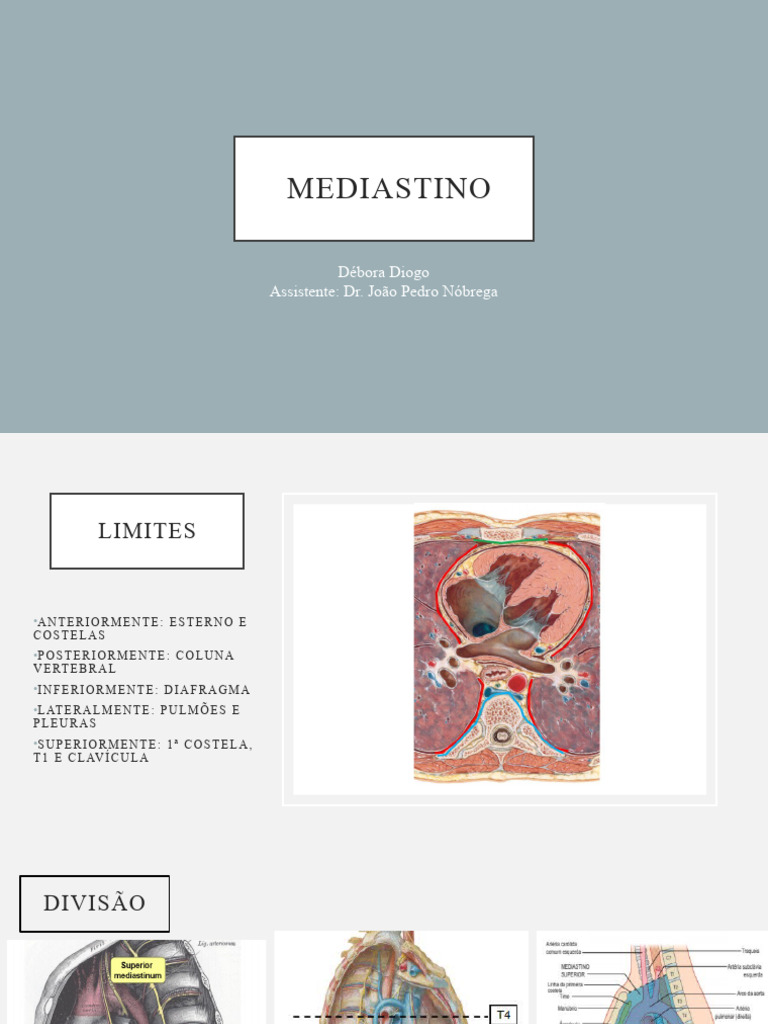 Estrutura e Diviso do Mediastino | PDF | Cincias e Matemtica