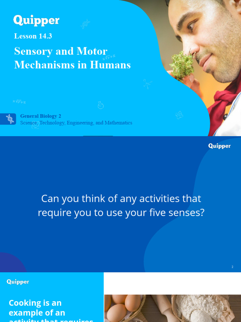 Sensory and Motor PDF Skeletal Muscle Senses
