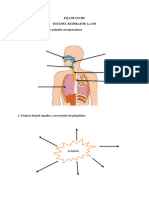 Fisa de Lucru Copii Ces Sistemul Respirator La Om