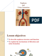 Nephrone and Urine Formation