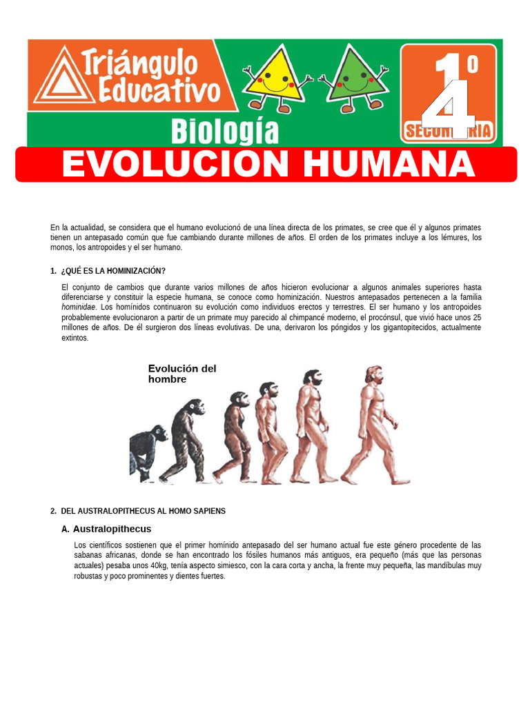 Evolución del Hombre: Hominización y Etapas | PDF | Homo | Evolución humana