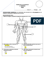 1°PRUEBACIENCIASCUARTO - 2dosemLOCOMOTORYNERVIOSO PACI