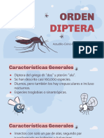 Orden Diptera Diapositivas Generales