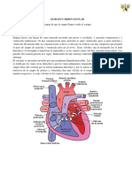 Aparato Cardiovascular para Cuarto Grado de Secundaria