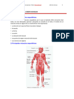 5.-Músculos-del-cuerpo-humano