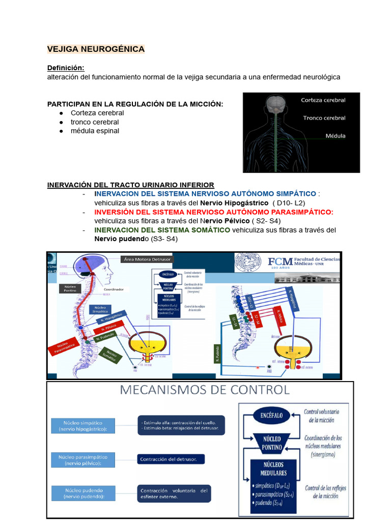VEJIGA NEUROGÉNICA - Teoria PDF Micción Medicina