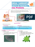 Reino Protista Quinto