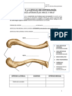 GUÍA #5 y Nº6 Osteologia Esqueleto Apendicular