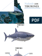 Disertacion Tiburones