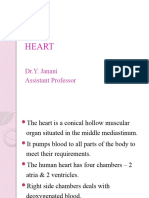 Heart and Its External Features For Paramedical Students