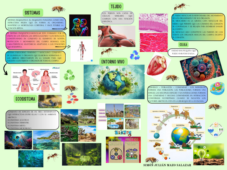 Mapa Mental del Entorno Vivo y Sistemas | PDF | Ecosistema | Músculo ...