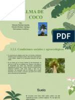 Palma de Coco Exposicion