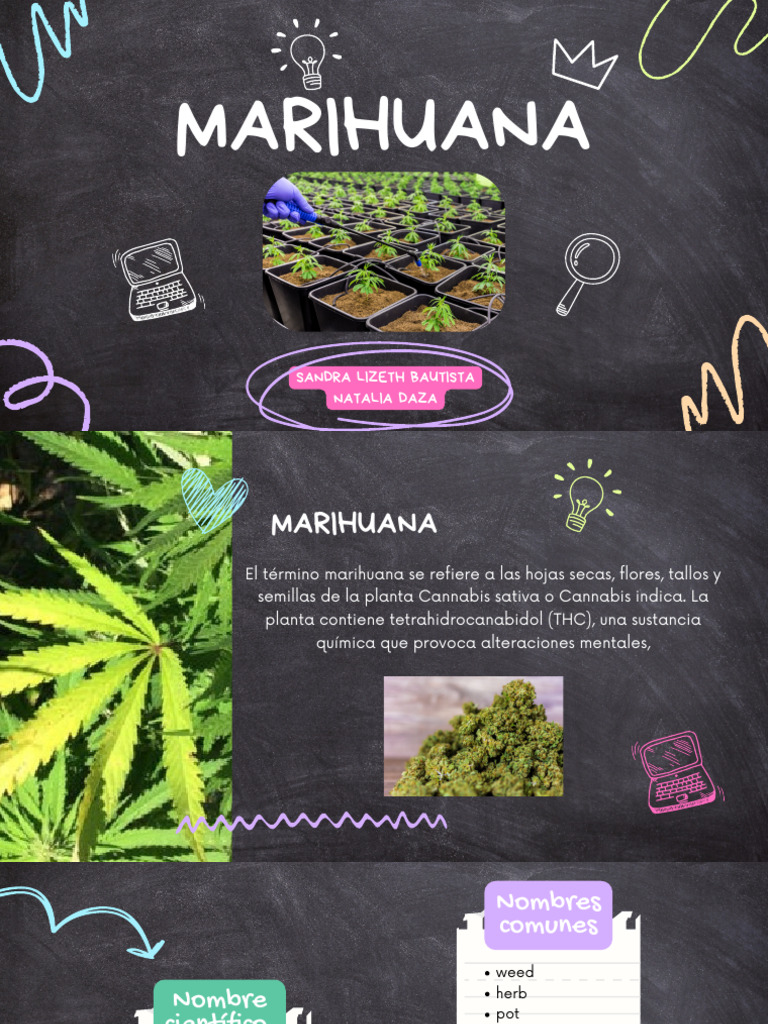  Guía de la Marihuana para Principiantes: Descubre los