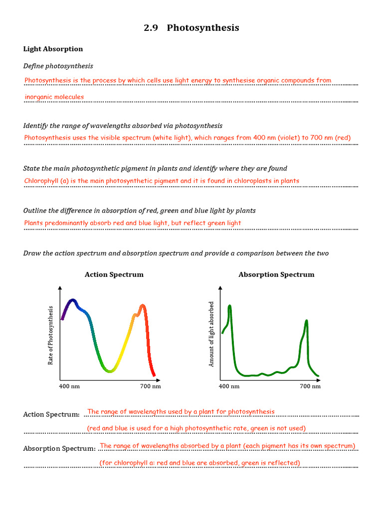 Photosynthesis Study Guide | PDF | Photosynthesis | Physical Sciences
