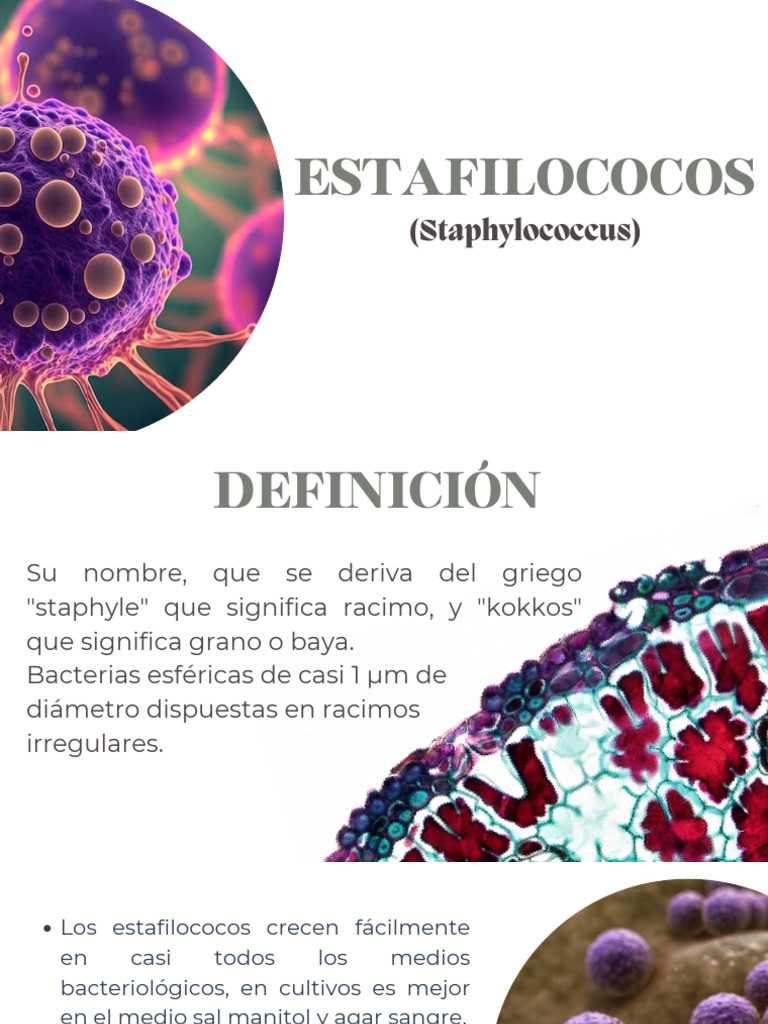 Infecciones por Estafilococos: Tipos y Tratamiento | PDF | Estafilococo ...