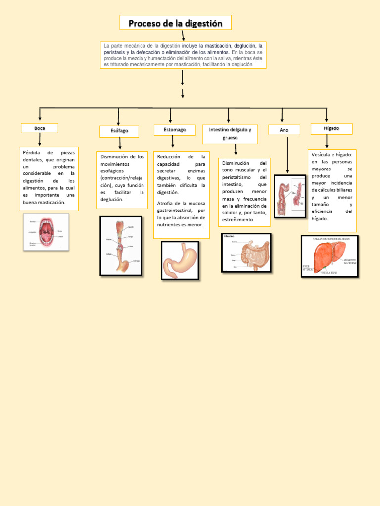 Proceso De Digestion Pdf Digestión Tracto Gastrointestinal