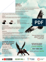 Infografía Cóndor Andino PDF