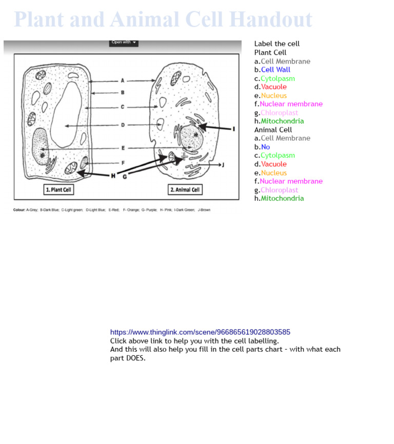 Plant vs. Animal Cell Guide | PDF