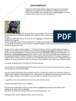 01.2anexo Informativo - Gorila y Chimpance