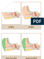 Tarjetas de Nomenclatura Oído 01