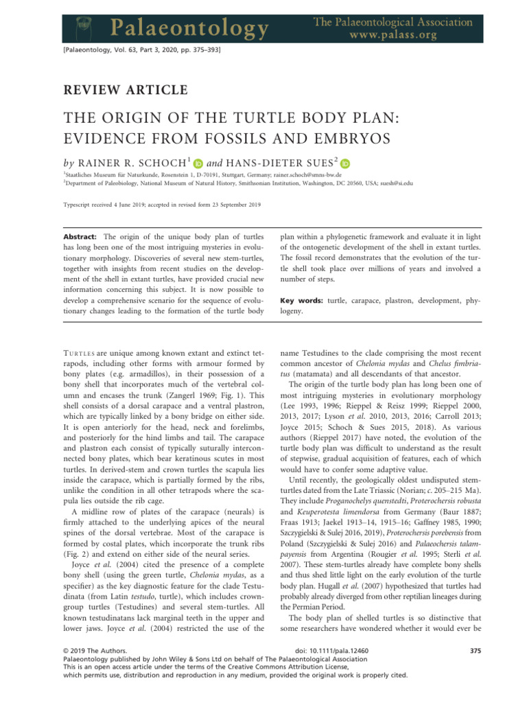 Turtle Body Plan Evolution Insights | PDF | Turtle | Skull