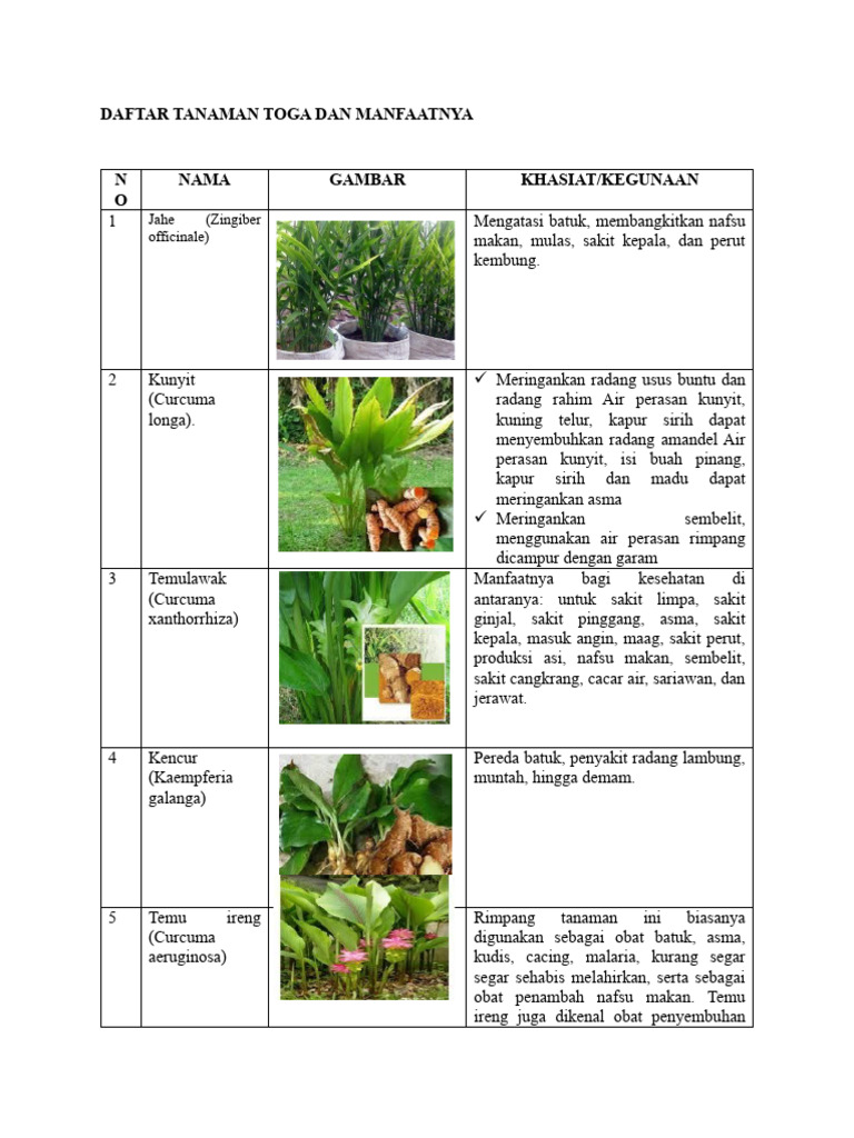 Daftar Tanaman Toga Dan Manfaatnya (1) | PDF