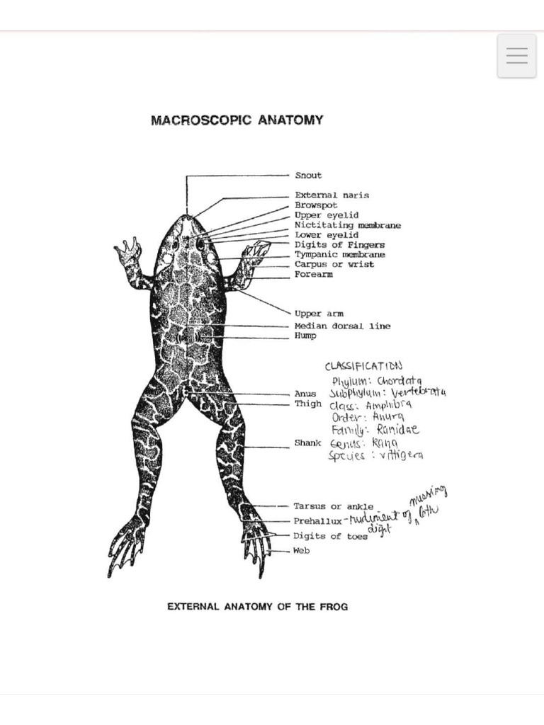 Anatomy of Frog | PDF