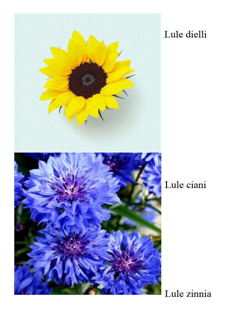 Lule Dielli | PDF