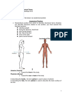 Anatomical Terms