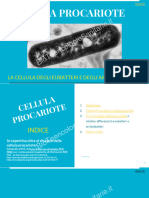 Cellula Procariote