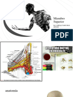 Miembro Superior Musculos I 2021-1