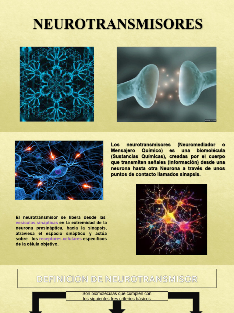 Neuro Transm i Sores | PDF | Neurotransmisor | Sinapsis