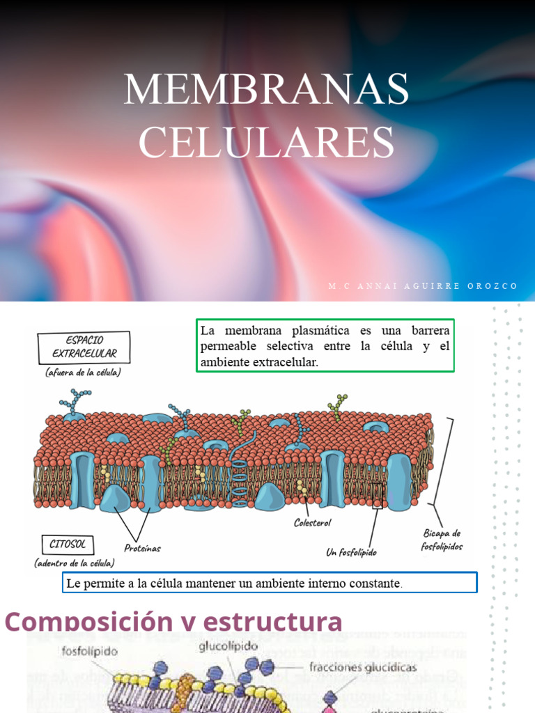 Estructura y Función de Membranas Celulares | PDF | Membrana celular ...