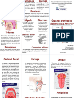 Triptico Intestino Anterior