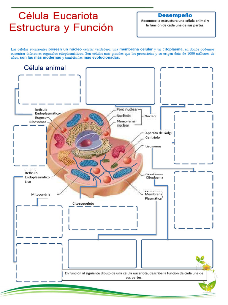 Estructura y Función de Células Eucariotas | PDF