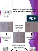 Músculos Que Intervienen en La Dinámica Mandibular