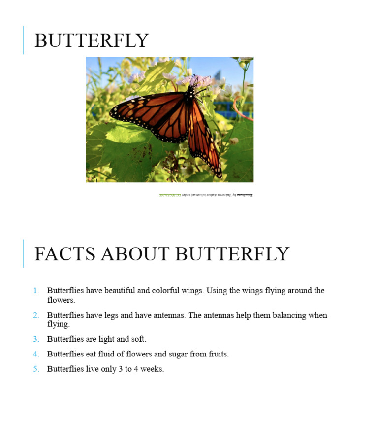 Butterfly | PDF