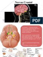 Tugas Kelompok 12 Nervus Kranial