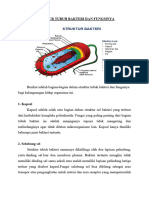 Struktur Tubuh Bakteri Dan Fungsinya