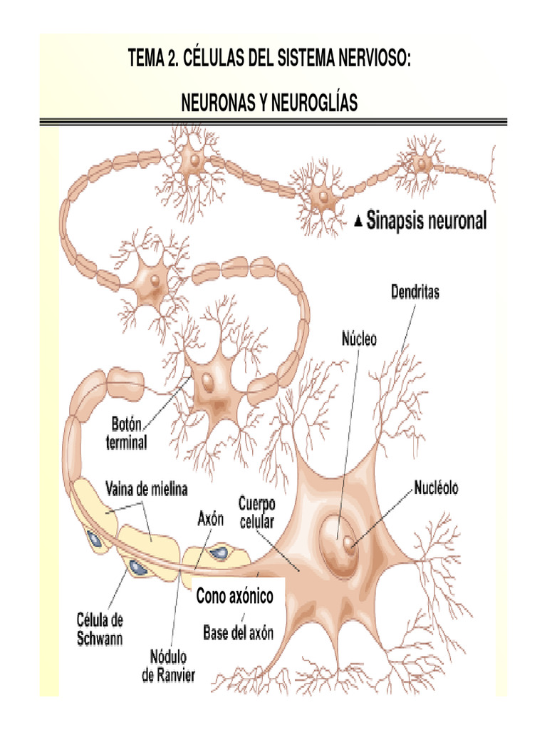 Estructura y Tipos de Neuronas | PDF | Neurona | Sinapsis