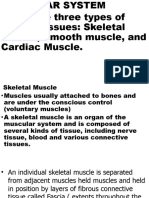 Muscular System March 2023 11
